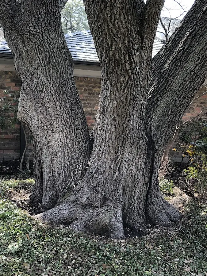 Mature heritage tree close to a Somerset property cared for by certified arborists